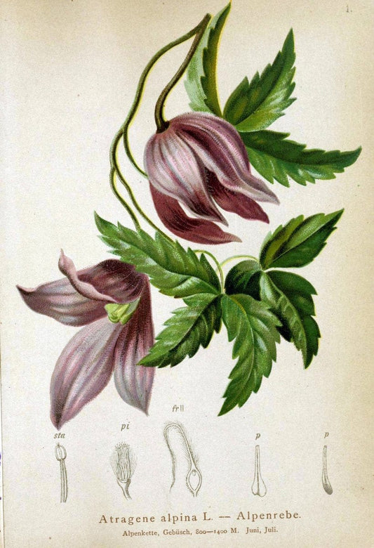 Atlas der Alpenflora. v.1.Wien :Eigenthum und Verlag des Deutschen und Oesterr. Alpenvereins,1882. |  | Vintage Print Reproduction 459526
