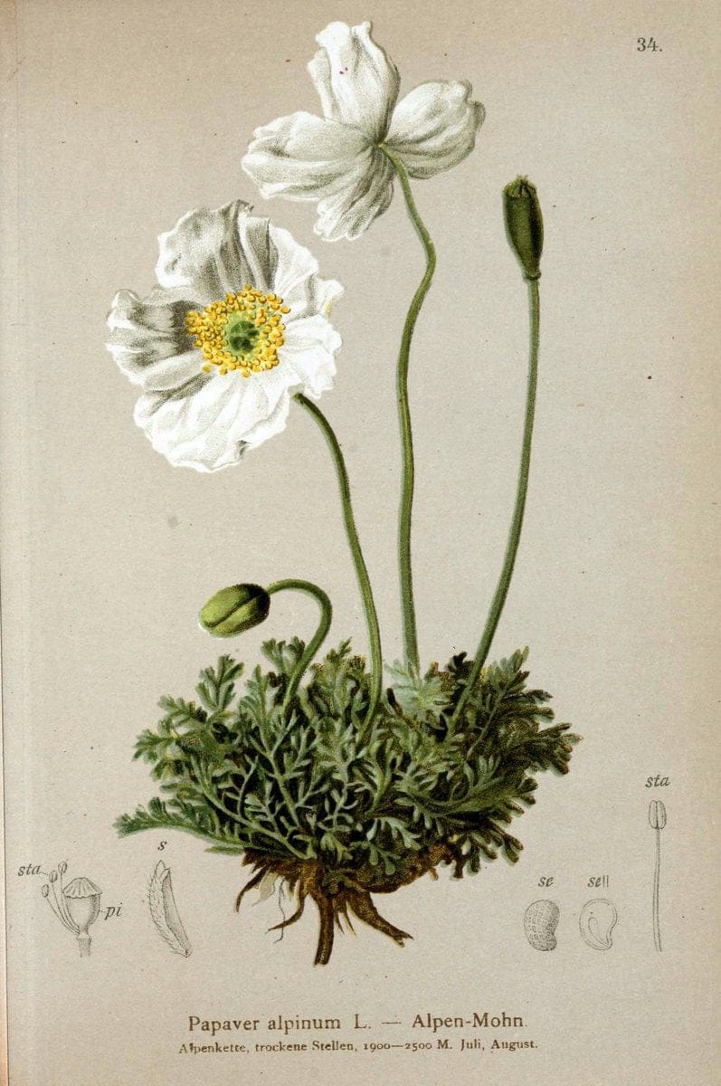 Atlas der Alpenflora. v.1.Wien :Eigenthum und Verlag des Deutschen und Oesterr. Alpenvereins,1882. |  | Vintage Print Reproduction 459527