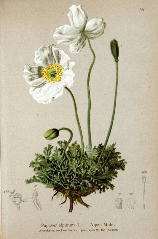 Atlas der Alpenflora. v.1.Wien :Eigenthum und Verlag des Deutschen und Oesterr. Alpenvereins,1882. |  | Vintage Print Reproduction 459527