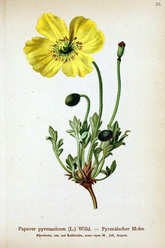 Atlas der Alpenflora. v.1.Wien :Eigenthum und Verlag des Deutschen und Oesterr. Alpenvereins,1882. |  | Vintage Print Reproduction 459528