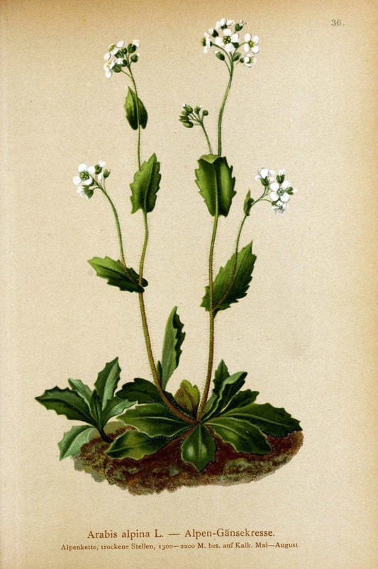 Atlas der Alpenflora. v.1.Wien :Eigenthum und Verlag des Deutschen und Oesterr. Alpenvereins,1882. |  | Vintage Print Reproduction 459529