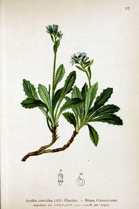 Atlas der Alpenflora. v.1.Wien :Eigenthum und Verlag des Deutschen und Oesterr. Alpenvereins,1882. |  | Vintage Print Reproduction 459530