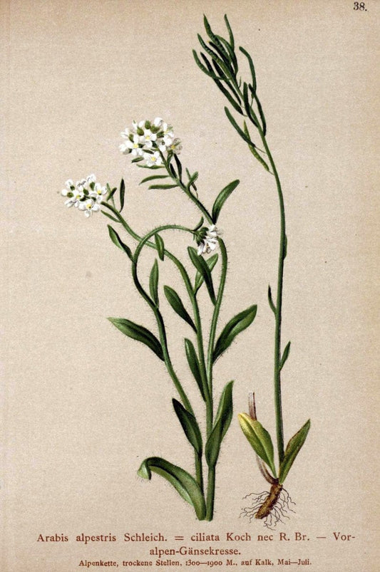 Atlas der Alpenflora. v.1.Wien :Eigenthum und Verlag des Deutschen und Oesterr. Alpenvereins,1882. |  | Vintage Print Reproduction 459531