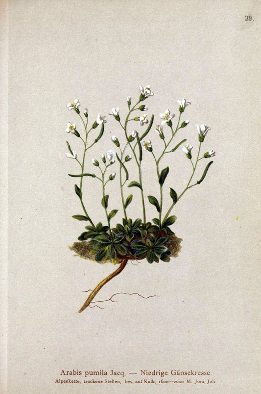 Atlas der Alpenflora. v.1.Wien :Eigenthum und Verlag des Deutschen und Oesterr. Alpenvereins,1882. |  | Vintage Print Reproduction 459532