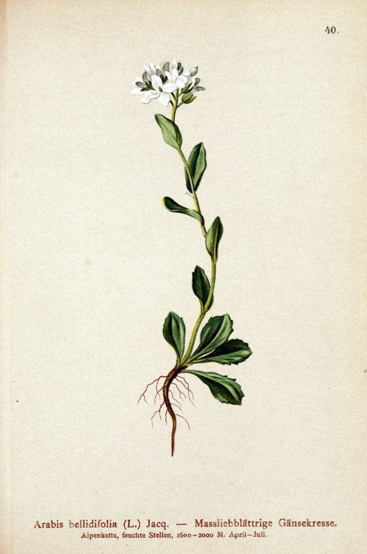 Atlas der Alpenflora. v.1.Wien :Eigenthum und Verlag des Deutschen und Oesterr. Alpenvereins,1882. |  | Vintage Print Reproduction 459533