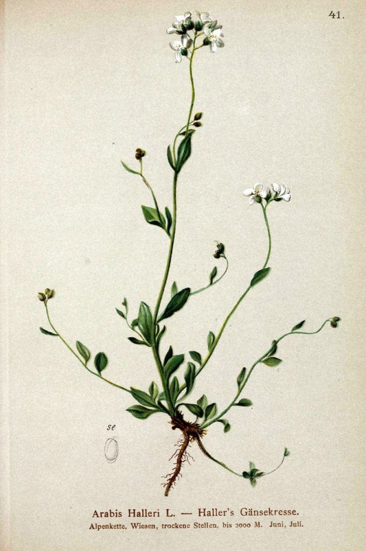Atlas der Alpenflora. v.1.Wien :Eigenthum und Verlag des Deutschen und Oesterr. Alpenvereins,1882. |  | Vintage Print Reproduction 459534