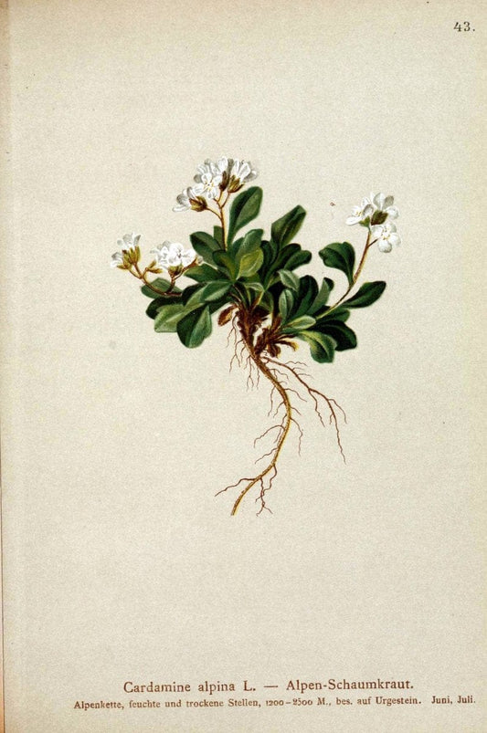 Atlas der Alpenflora. v.1.Wien :Eigenthum und Verlag des Deutschen und Oesterr. Alpenvereins,1882. |  | Vintage Print Reproduction 459536