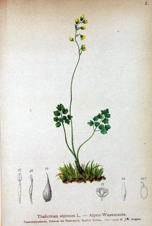 Atlas der Alpenflora. v.1.Wien :Eigenthum und Verlag des Deutschen und Oesterr. Alpenvereins,1882. |  | Vintage Print Reproduction 459537