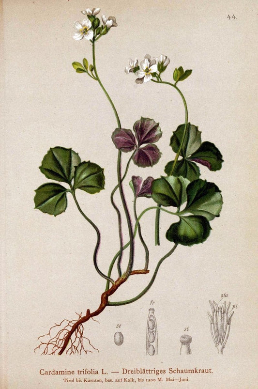 Atlas der Alpenflora. v.1.Wien :Eigenthum und Verlag des Deutschen und Oesterr. Alpenvereins,1882. |  | Vintage Print Reproduction 459538