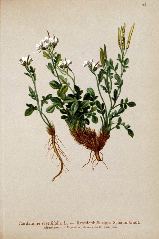 Atlas der Alpenflora. v.1.Wien :Eigenthum und Verlag des Deutschen und Oesterr. Alpenvereins,1882. |  | Vintage Print Reproduction 459539