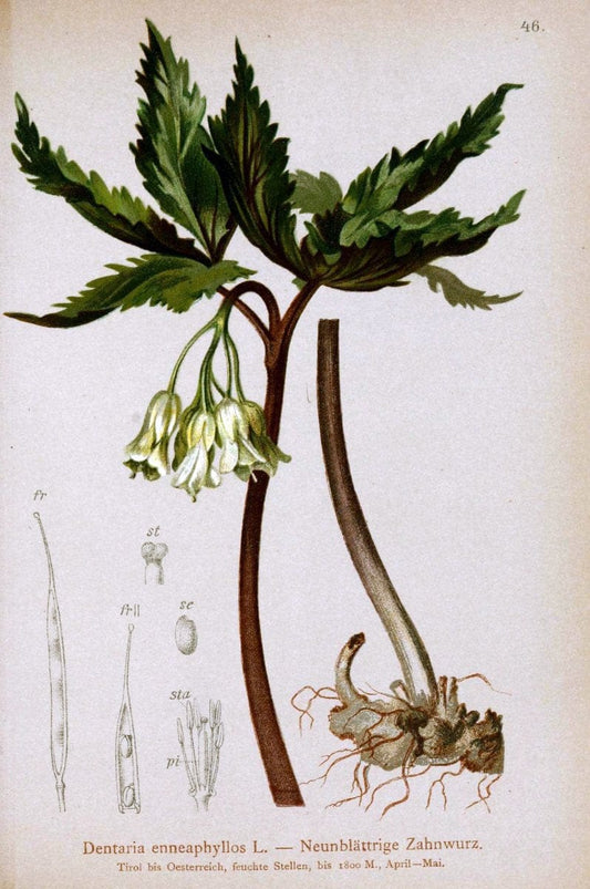 Atlas der Alpenflora. v.1.Wien :Eigenthum und Verlag des Deutschen und Oesterr. Alpenvereins,1882. |  | Vintage Print Reproduction 459540