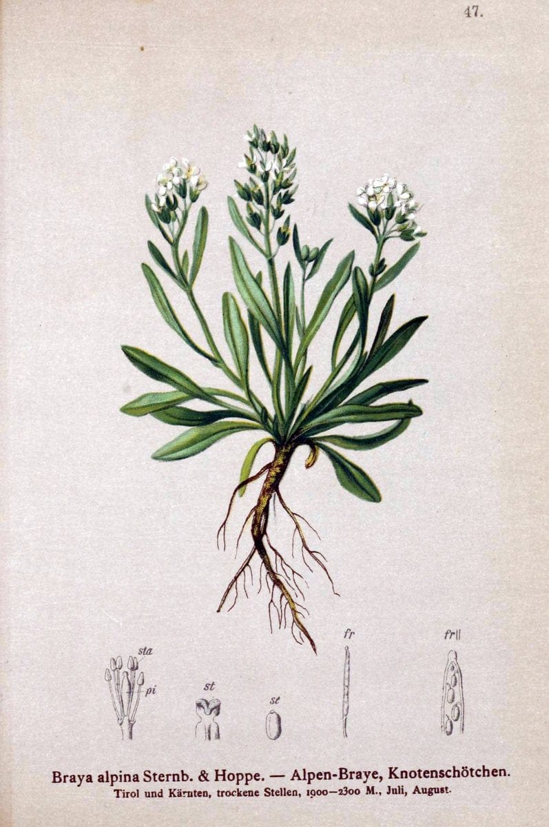 Atlas der Alpenflora. v.1.Wien :Eigenthum und Verlag des Deutschen und Oesterr. Alpenvereins,1882. |  | Vintage Print Reproduction 459541