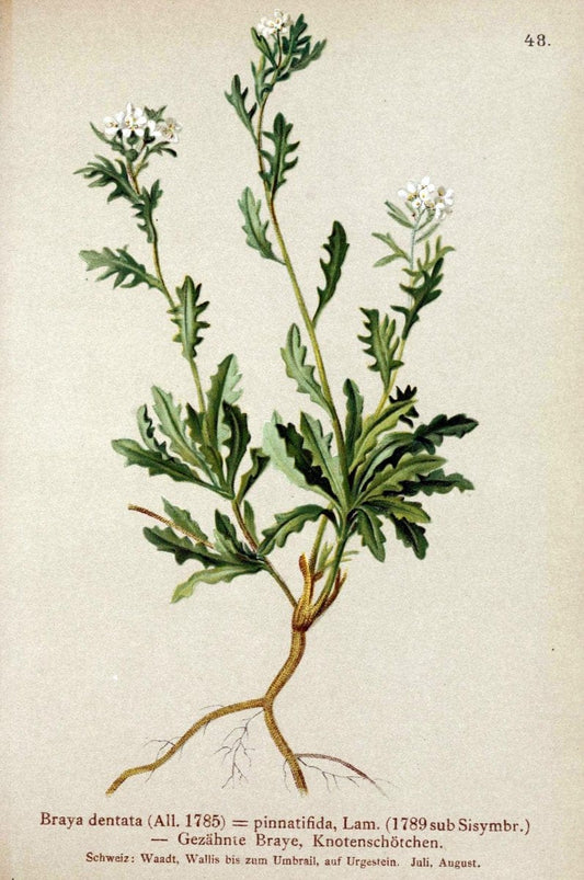 Atlas der Alpenflora. v.1.Wien :Eigenthum und Verlag des Deutschen und Oesterr. Alpenvereins,1882. |  | Vintage Print Reproduction 459542
