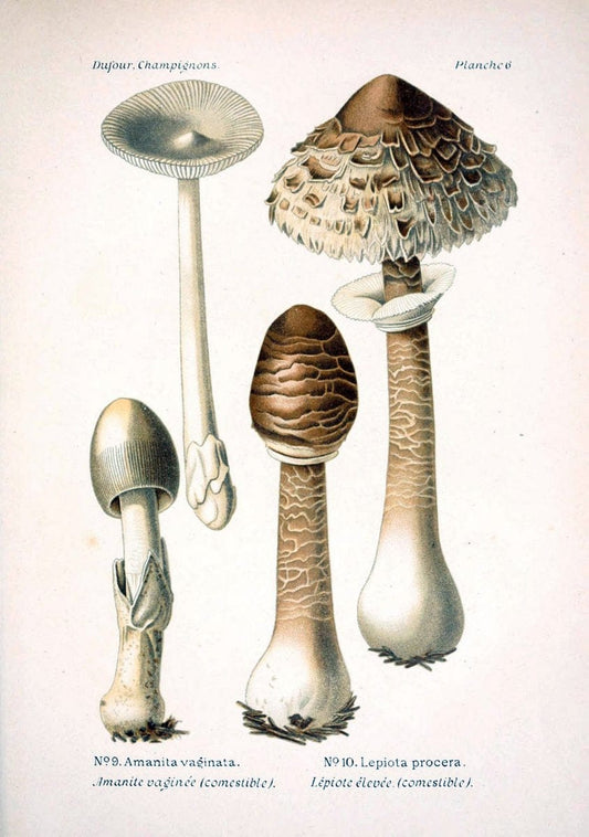 Atlas des champignons comestibles et veÃŒÂneÃŒÂneuxParisP. Klincksieck,1891. |  | Vintage Print Reproduction 459543