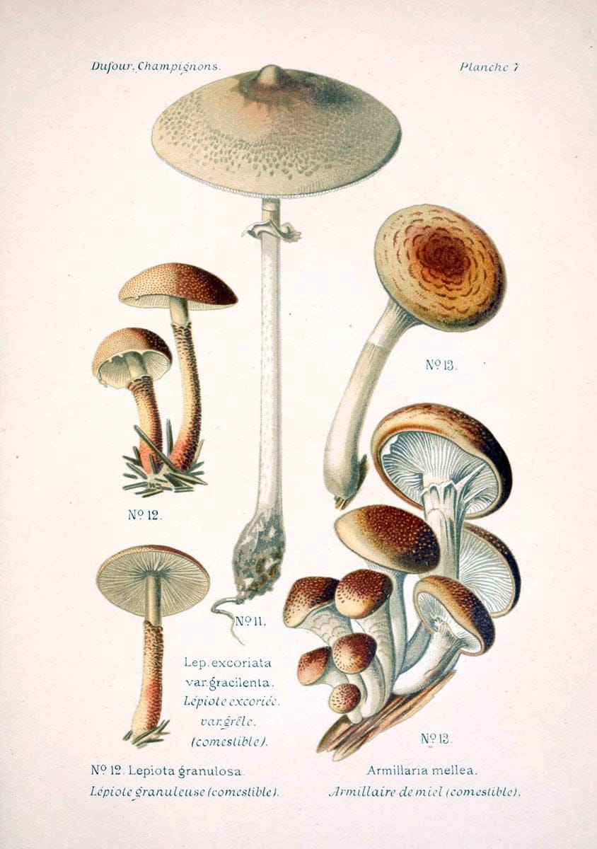 Atlas des champignons comestibles et veÃŒÂneÃŒÂneuxParisP. Klincksieck,1891. |  | Vintage Print Reproduction 459544