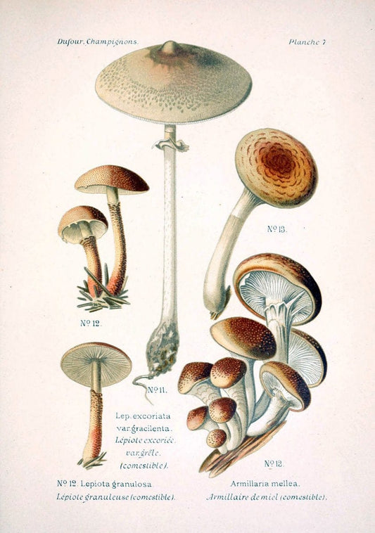 Atlas des champignons comestibles et veÃŒÂneÃŒÂneuxParisP. Klincksieck,1891. |  | Vintage Print Reproduction 459544