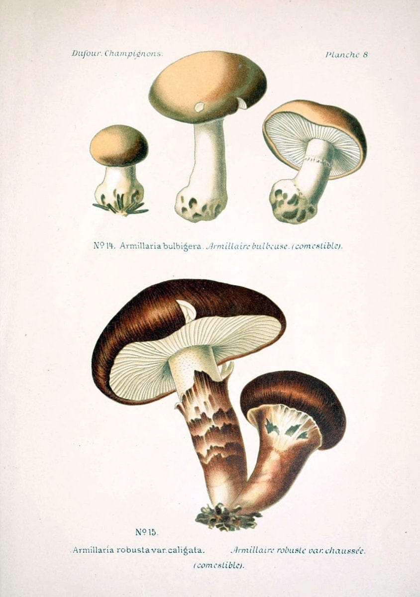 Atlas des champignons comestibles et veÃŒÂneÃŒÂneuxParisP. Klincksieck,1891. |  | Vintage Print Reproduction 459545