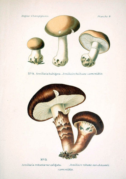 Atlas des champignons comestibles et veÃŒÂneÃŒÂneuxParisP. Klincksieck,1891. |  | Vintage Print Reproduction 459545
