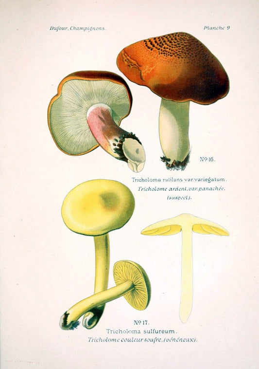 Atlas des champignons comestibles et veÃŒÂneÃŒÂneuxParisP. Klincksieck,1891. |  | Vintage Print Reproduction 459546