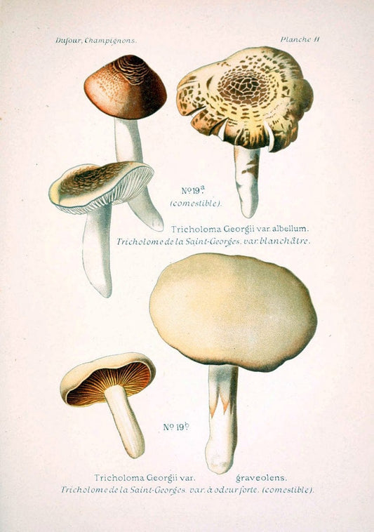 Atlas des champignons comestibles et veÃŒÂneÃŒÂneuxParisP. Klincksieck,1891. |  | Vintage Print Reproduction 459548