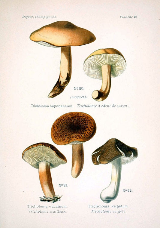 Atlas des champignons comestibles et veÃŒÂneÃŒÂneuxParisP. Klincksieck,1891. |  | Vintage Print Reproduction 459549
