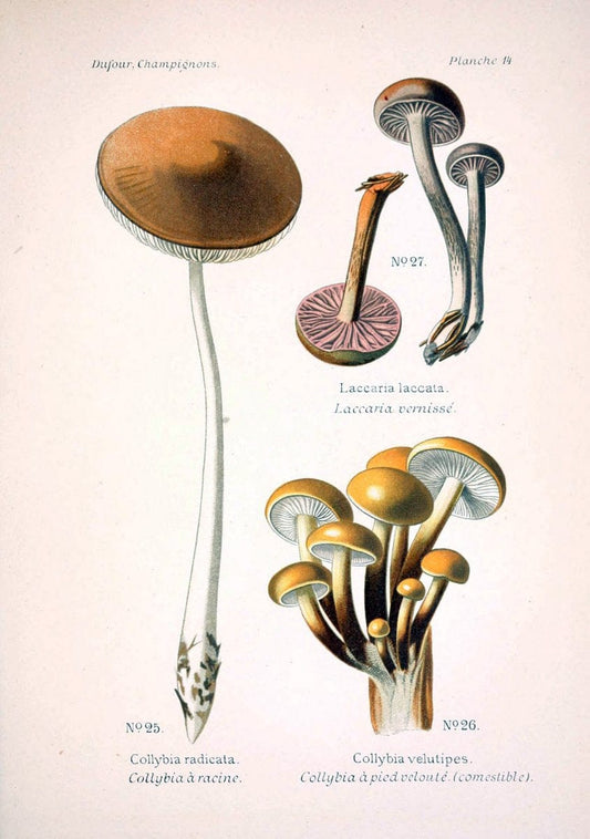Atlas des champignons comestibles et veÃŒÂneÃŒÂneuxParisP. Klincksieck,1891. |  | Vintage Print Reproduction 459551