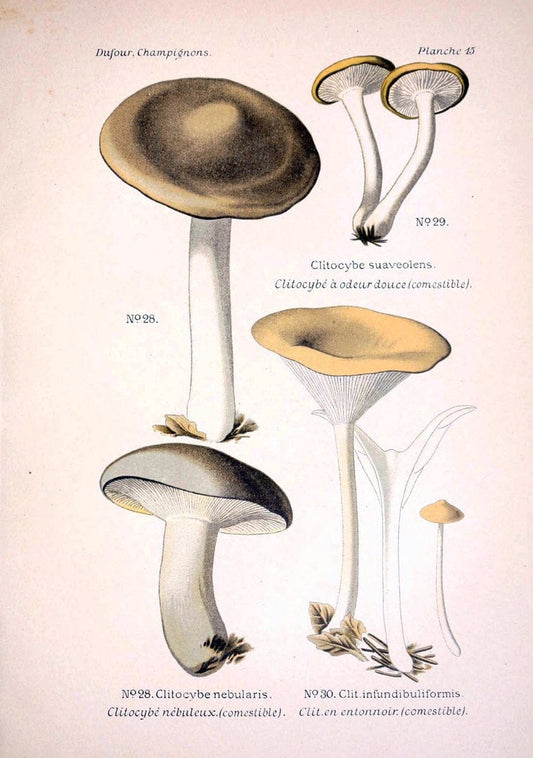 Atlas des champignons comestibles et veÃŒÂneÃŒÂneuxParisP. Klincksieck,1891. |  | Vintage Print Reproduction 459552