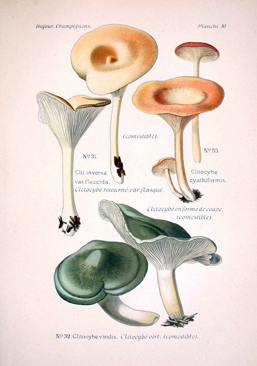 Atlas des champignons comestibles et veÃŒÂneÃŒÂneuxParisP. Klincksieck,1891. |  | Vintage Print Reproduction 459553