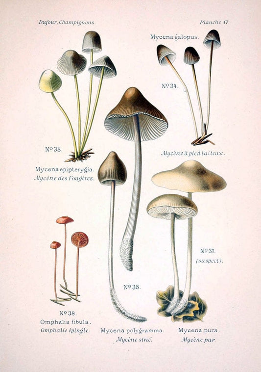 Atlas des champignons comestibles et veÃŒÂneÃŒÂneuxParisP. Klincksieck,1891. |  | Vintage Print Reproduction 459554