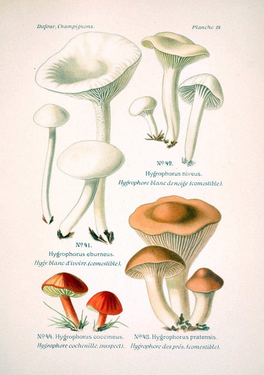 Atlas des champignons comestibles et veÃŒÂneÃŒÂneuxParisP. Klincksieck,1891. |  | Vintage Print Reproduction 459556