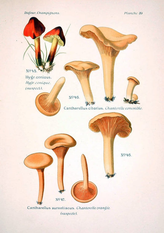 Atlas des champignons comestibles et veÃŒÂneÃŒÂneuxParisP. Klincksieck,1891. |  | Vintage Print Reproduction 459557