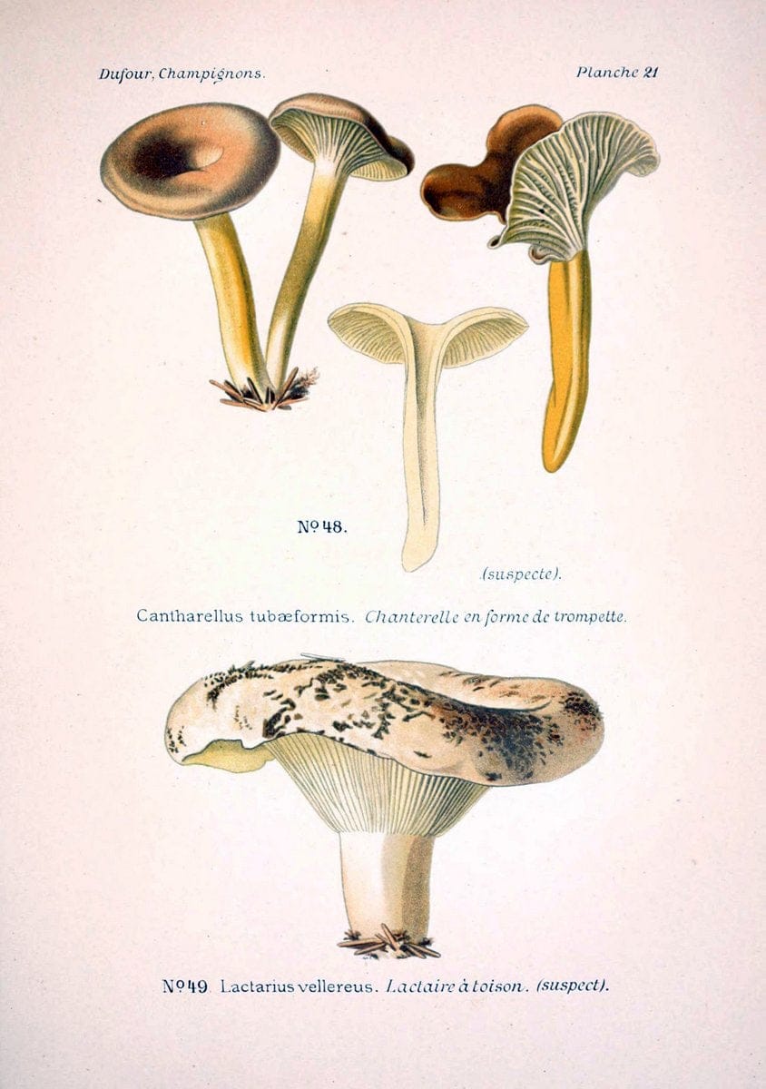 Atlas des champignons comestibles et veÃŒÂneÃŒÂneuxParisP. Klincksieck,1891. |  | Vintage Print Reproduction 459558