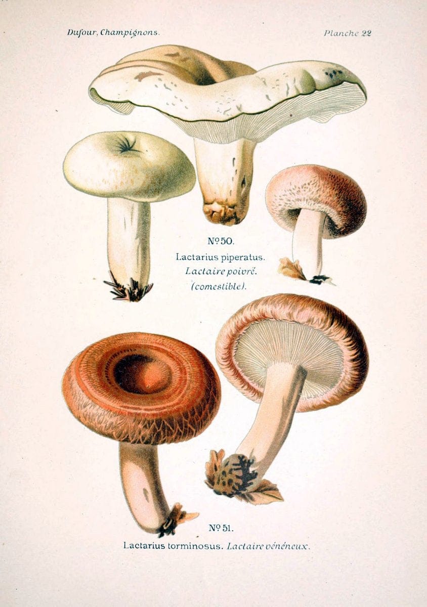 Atlas des champignons comestibles et veÃŒÂneÃŒÂneuxParisP. Klincksieck,1891. |  | Vintage Print Reproduction 459559