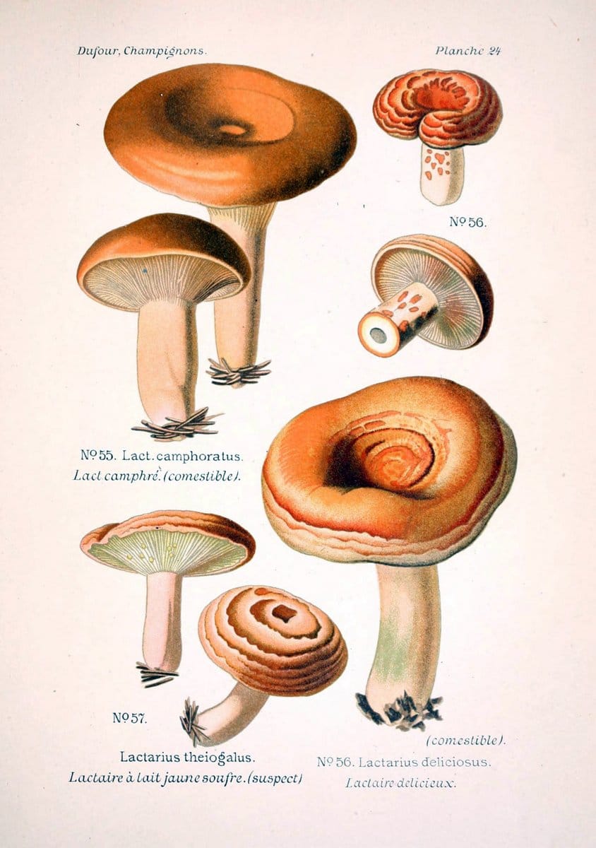 Atlas des champignons comestibles et veÃŒÂneÃŒÂneuxParisP. Klincksieck,1891. |  | Vintage Print Reproduction 459561