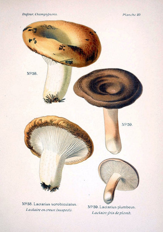 Atlas des champignons comestibles et veÃŒÂneÃŒÂneuxParisP. Klincksieck,1891. |  | Vintage Print Reproduction 459562