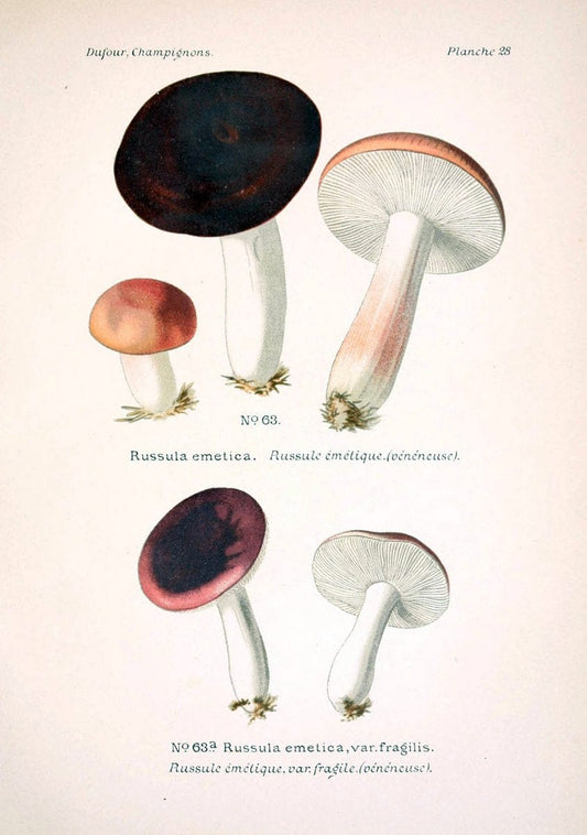 Atlas des champignons comestibles et veÃŒÂneÃŒÂneuxParisP. Klincksieck,1891. |  | Vintage Print Reproduction 459565