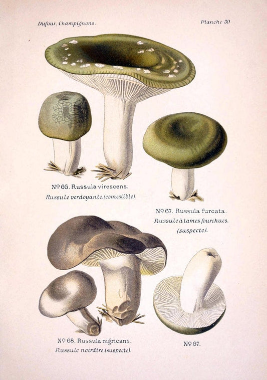 Atlas des champignons comestibles et veÃŒÂneÃŒÂneuxParisP. Klincksieck,1891. |  | Vintage Print Reproduction 459567