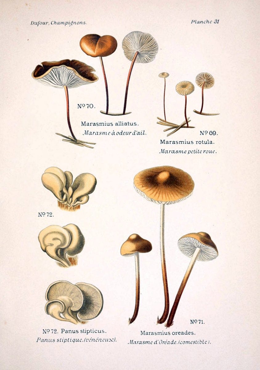 Atlas des champignons comestibles et veÃŒÂneÃŒÂneuxParisP. Klincksieck,1891. |  | Vintage Print Reproduction 459568