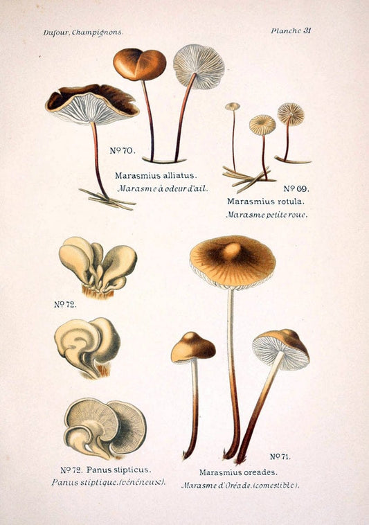 Atlas des champignons comestibles et veÃŒÂneÃŒÂneuxParisP. Klincksieck,1891. |  | Vintage Print Reproduction 459568
