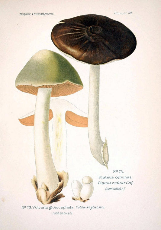 Atlas des champignons comestibles et veÃŒÂneÃŒÂneuxParisP. Klincksieck,1891. |  | Vintage Print Reproduction 459569