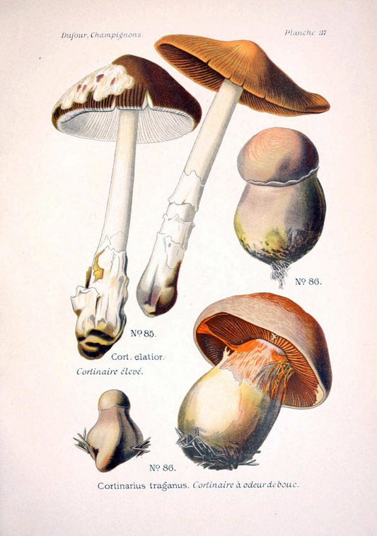 Atlas des champignons comestibles et veÃŒÂneÃŒÂneuxParisP. Klincksieck,1891. |  | Vintage Print Reproduction 459574