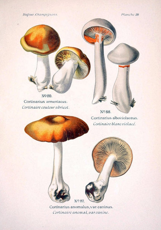 Atlas des champignons comestibles et veÃŒÂneÃŒÂneuxParisP. Klincksieck,1891. |  | Vintage Print Reproduction 459575