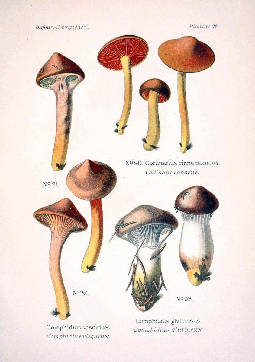 Atlas des champignons comestibles et veÃŒÂneÃŒÂneuxParisP. Klincksieck,1891. |  | Vintage Print Reproduction 459576