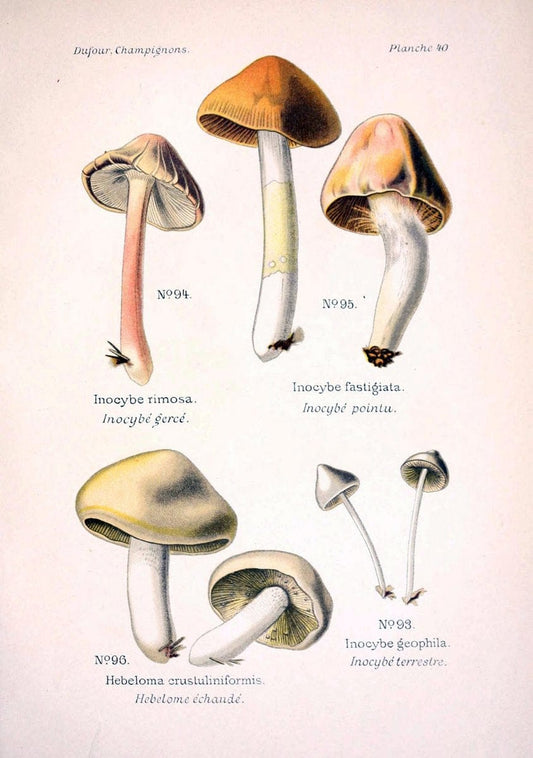 Atlas des champignons comestibles et veÃŒÂneÃŒÂneuxParisP. Klincksieck,1891. |  | Vintage Print Reproduction 459577