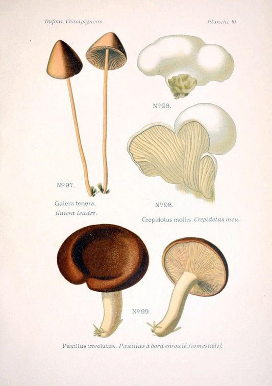 Atlas des champignons comestibles et veÃŒÂneÃŒÂneuxParisP. Klincksieck,1891. |  | Vintage Print Reproduction 459578