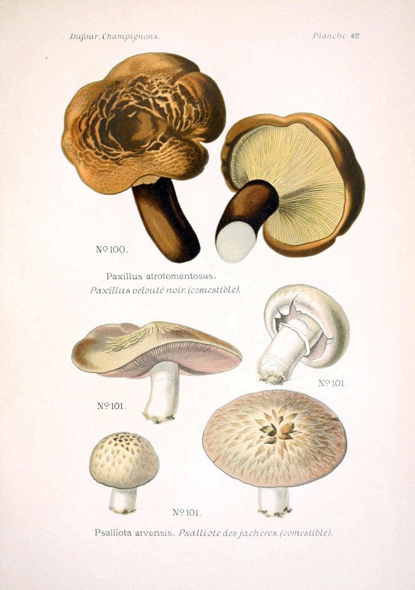Atlas des champignons comestibles et veÃŒÂneÃŒÂneuxParisP. Klincksieck,1891. |  | Vintage Print Reproduction 459579