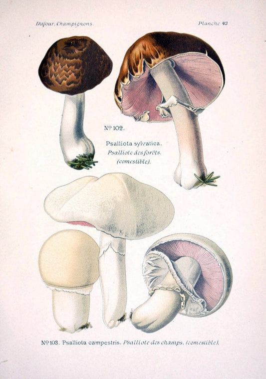 Atlas des champignons comestibles et veÃŒÂneÃŒÂneuxParisP. Klincksieck,1891. |  | Vintage Print Reproduction 459580