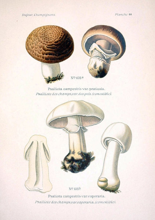 Atlas des champignons comestibles et veÃŒÂneÃŒÂneuxParisP. Klincksieck,1891. |  | Vintage Print Reproduction 459581