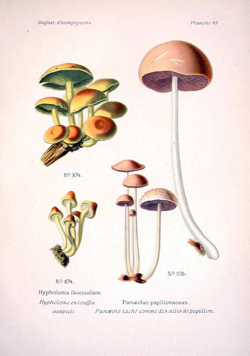 Atlas des champignons comestibles et veÃŒÂneÃŒÂneuxParisP. Klincksieck,1891. |  | Vintage Print Reproduction 459582