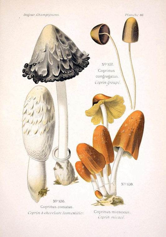 Atlas des champignons comestibles et veÃŒÂneÃŒÂneuxParisP. Klincksieck,1891. |  | Vintage Print Reproduction 459583